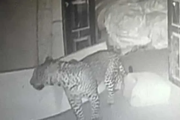 leopard enter house viral video people shocked
