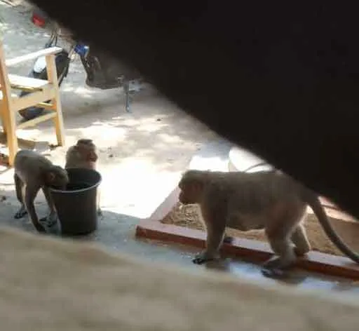  The monkeys without water... police abort the thirst... 
