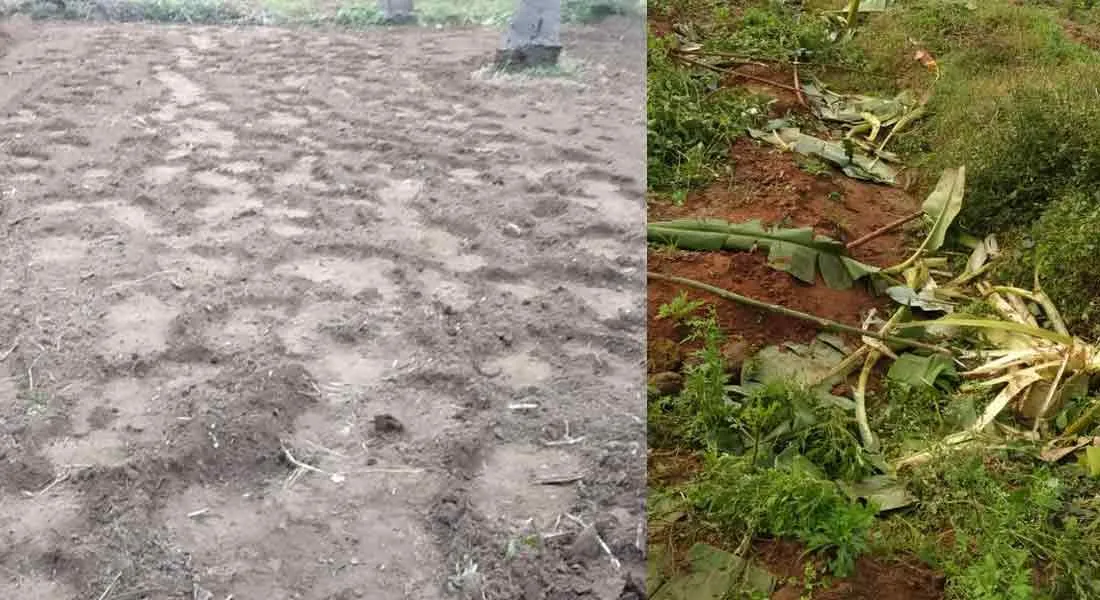 Elephants that damaged farmland - people fear