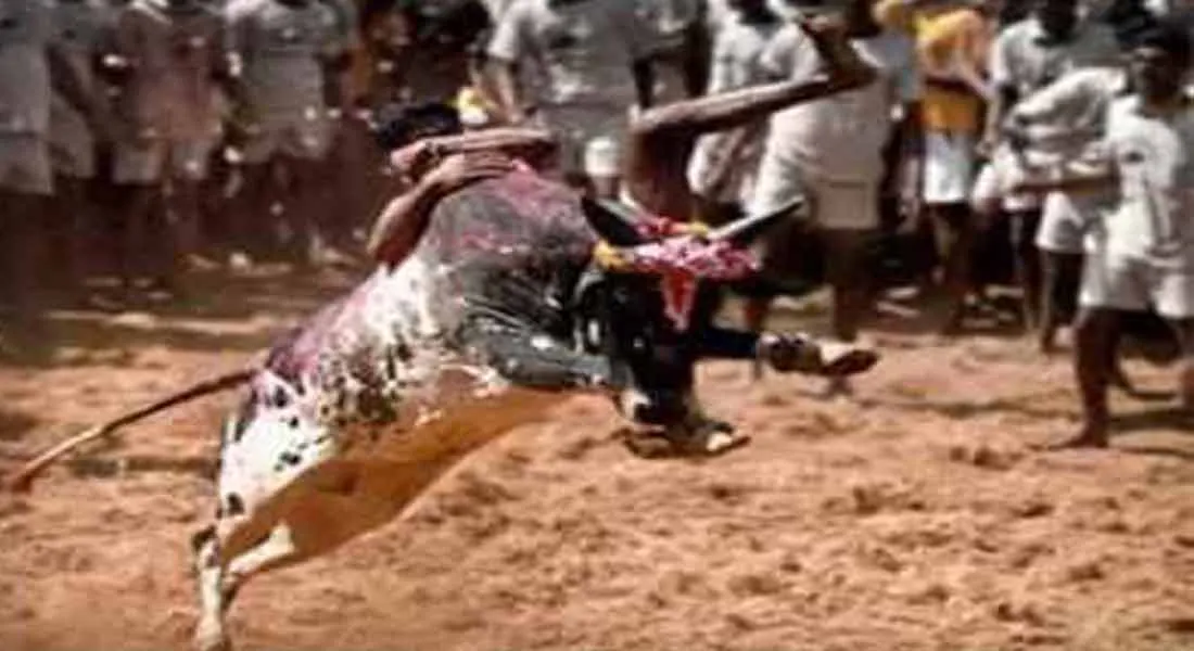 Jallikattu started in Trichy !