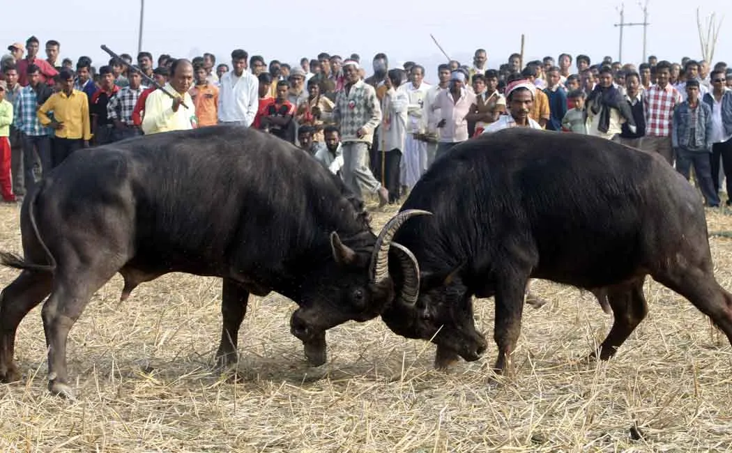 assam