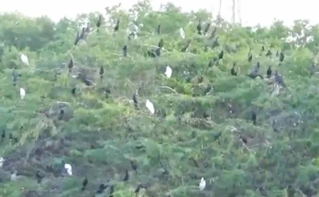 Automatic New Bird Sanctuary! near perambalur 