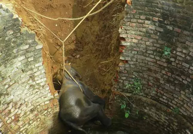baby elephant