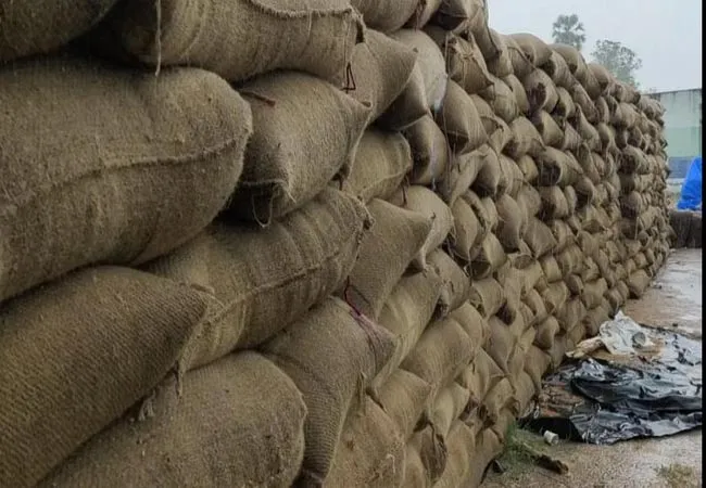 Purchased paddy bundles soaked in rain
