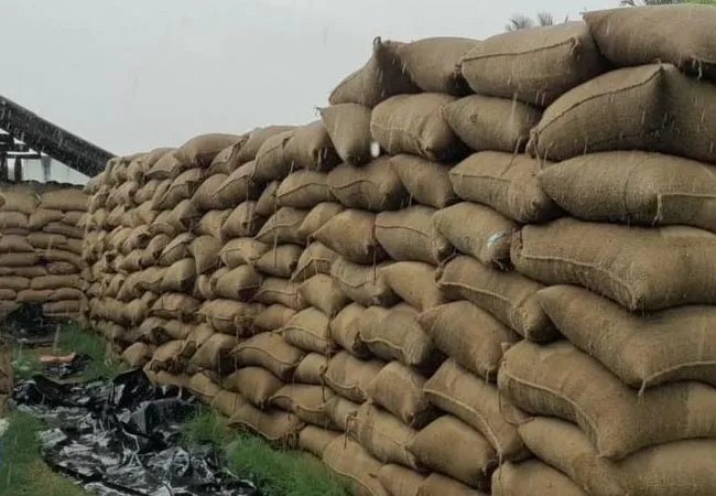 Purchased paddy bundles soaked in rain