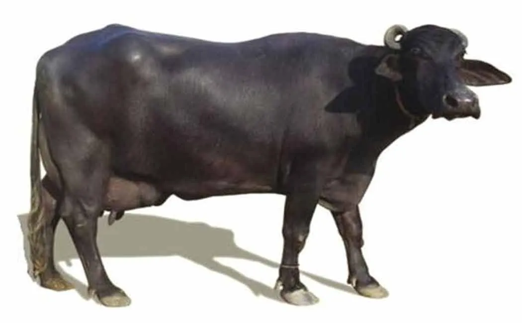bafalo
