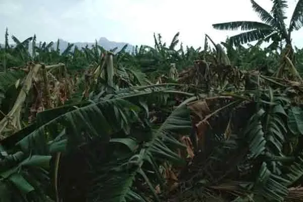 summer rain affected banana tree erode district farmer issue