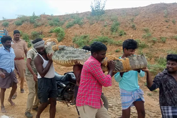 400 kg crocodile entered the cage near Chidambaram