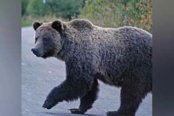 villupuram genji bear movement public feared