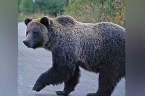 kallakurichi kalvarayan hills village bear and farmer incident 