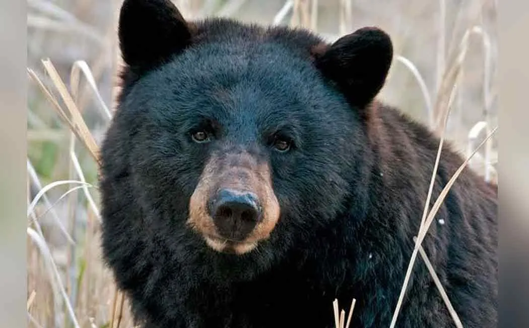 The bear that came down from the Western Ghats and bit humans! 