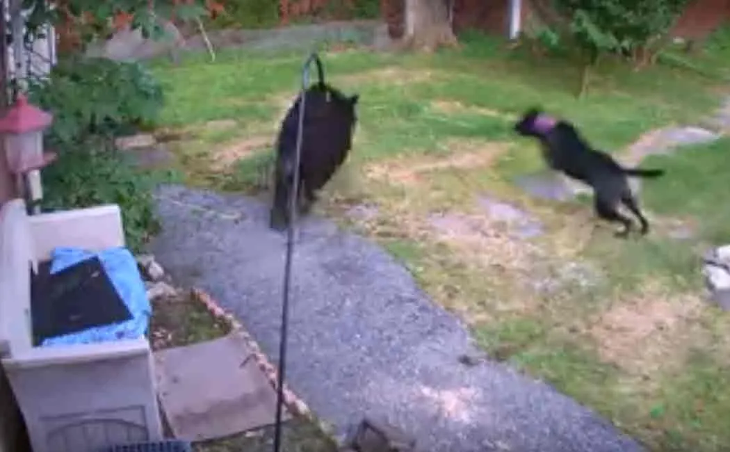 viral video of dog chasing bear in newjersy town
