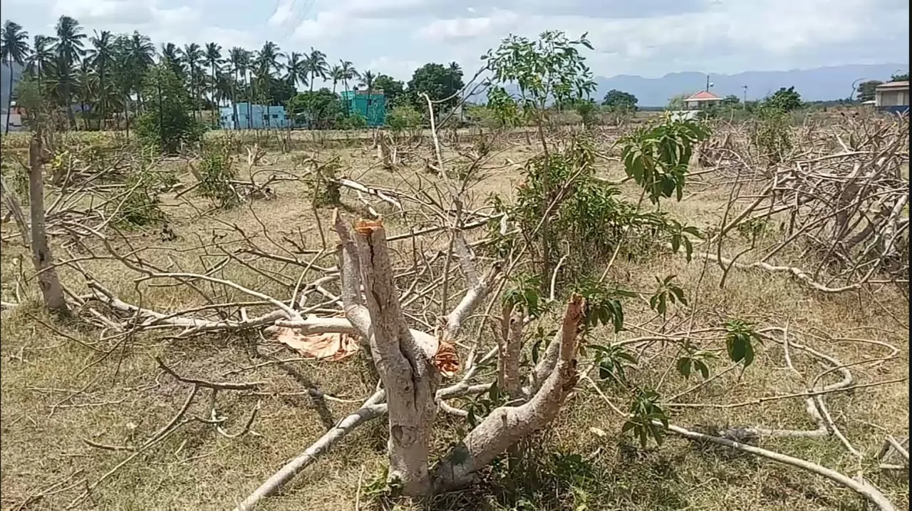  Farmers cut and thrown the trees