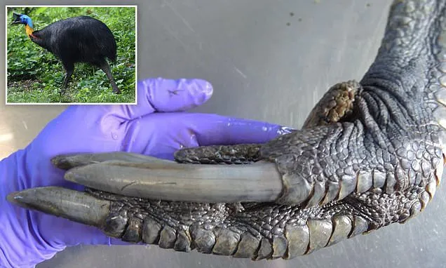 cassowary bird attacked its owner