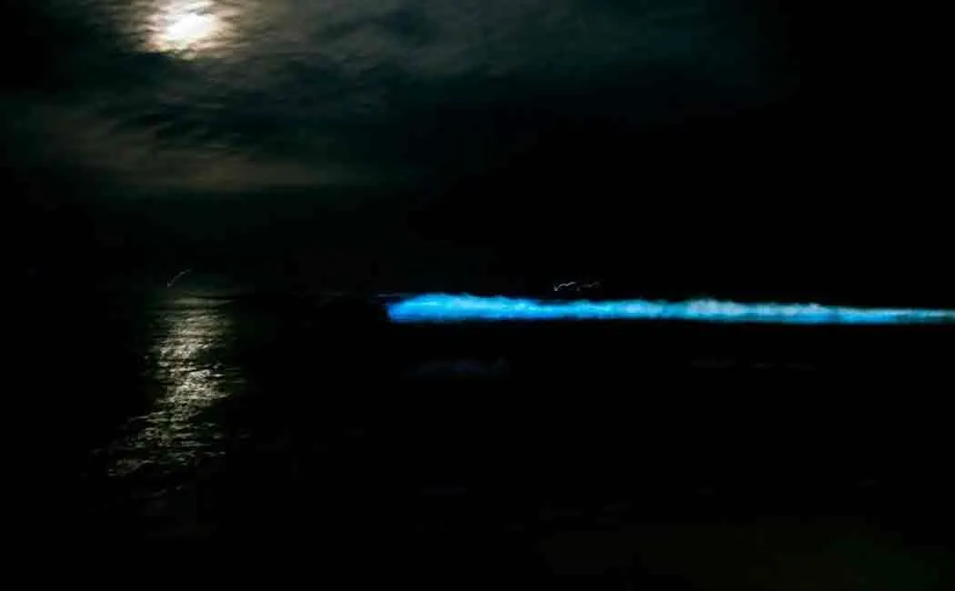 alka in thiruvanmiyur beach