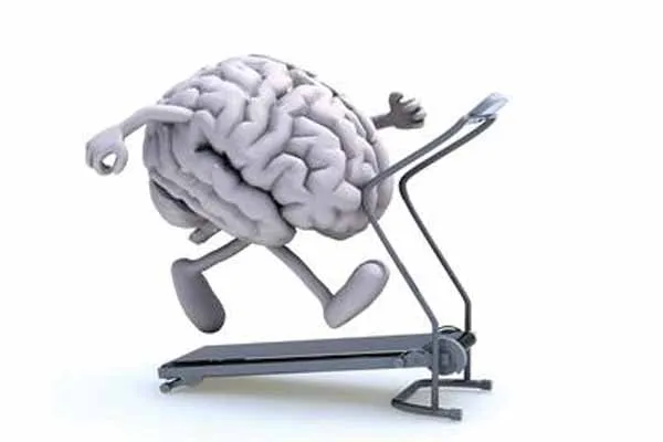 brain