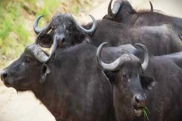 buffalo shifted from andhra to kerala incident police action taken