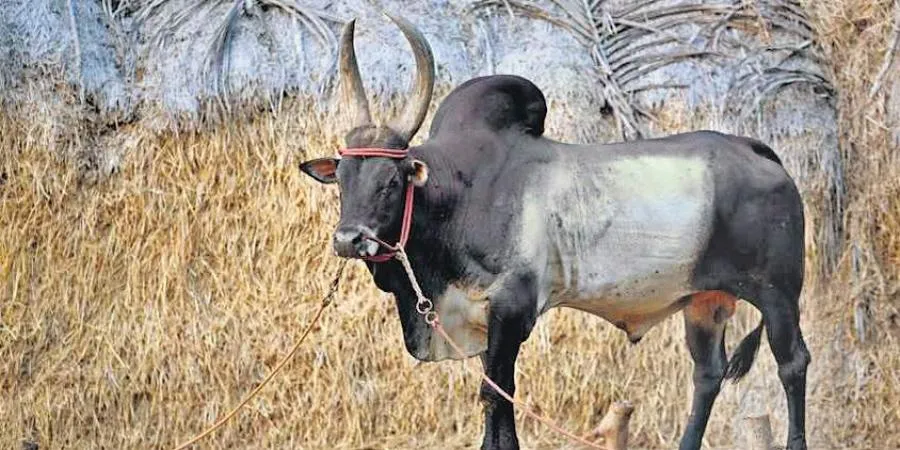 Danger for Polly bulls! Danger of Jallikattu! - eps government's new plan!