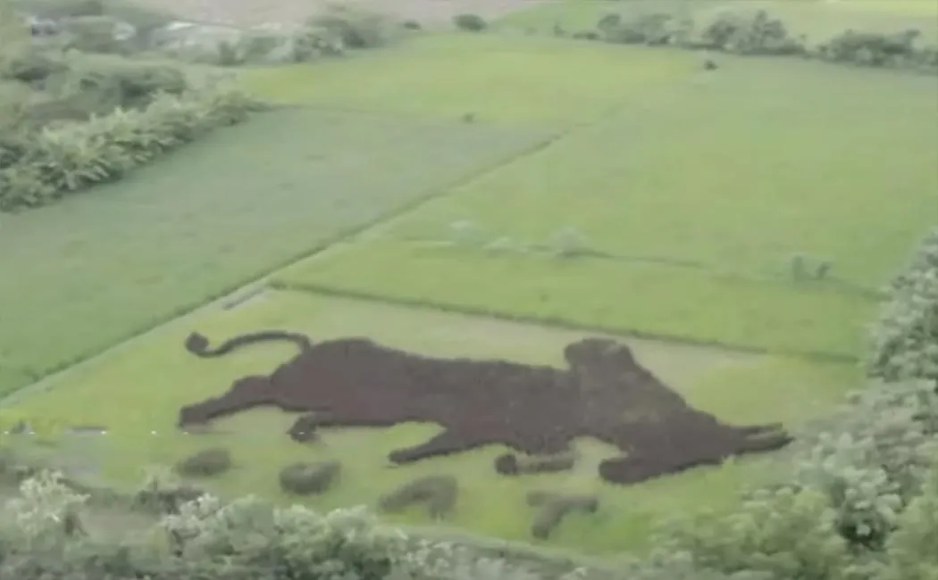 Retired Teacher Cultivated Chinnar Paddy in the Shape of a Bull!