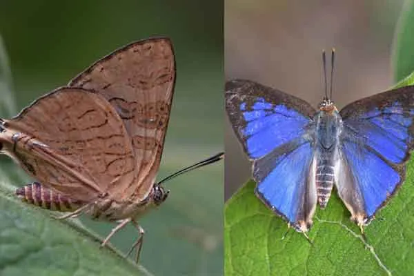 A new species of butterfly discovered in the Western Ghats