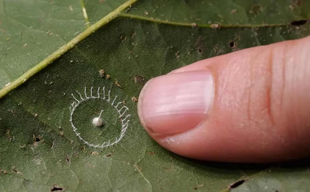 stonehenge shaped spider web found in amazon