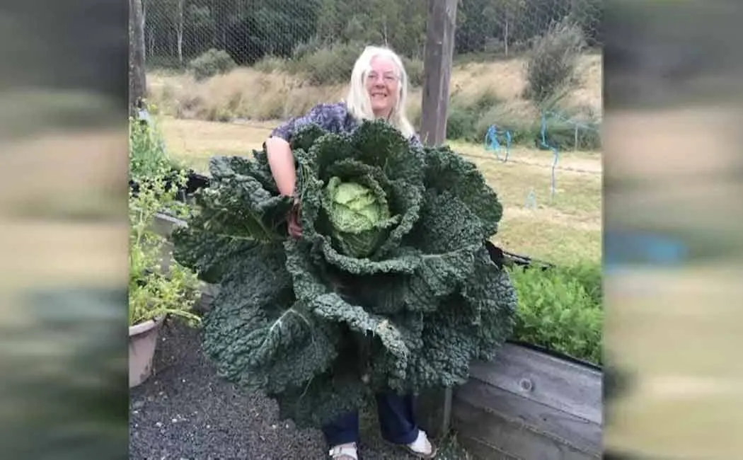 cabbage 