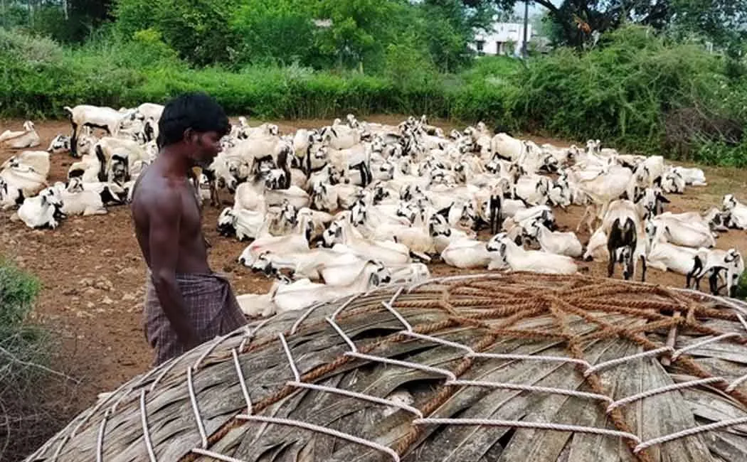 ‘A series of deaths of goats stuffed in a bar, will the mysterious animal not move?’ - Farmers in agony