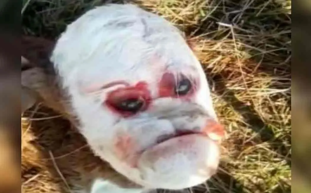 human faced calf in argentina