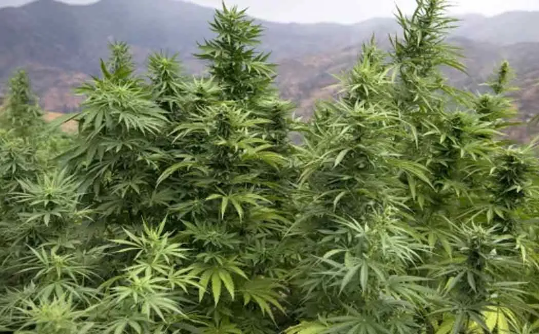 UN Court cannabis vote 