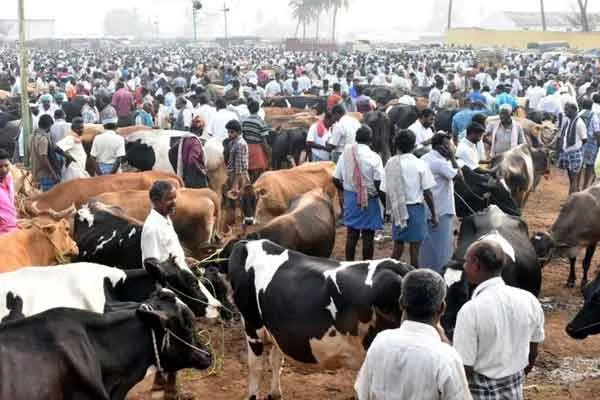 Famous cattle trade slowed down by second wave of Corona 
