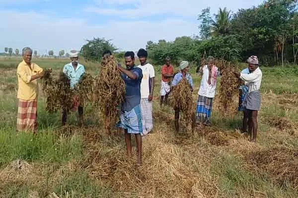 'Sudden rains crops damaged over 1500 acres Farmers worried