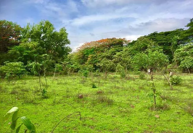 MAHARASHTRA STATE MUMBAI METRO RAILWAY PROJECT AAREY FOREST AREA 