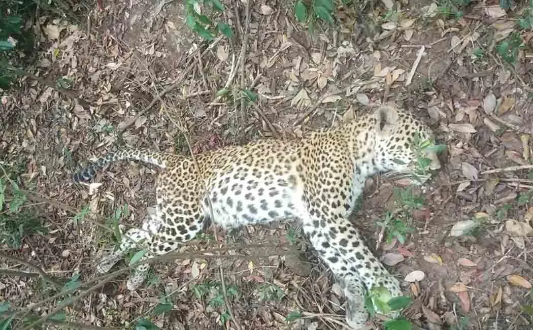 cheetah 