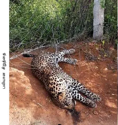 cheeta