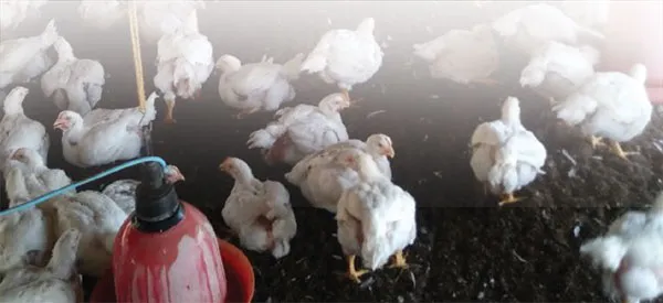 chicken