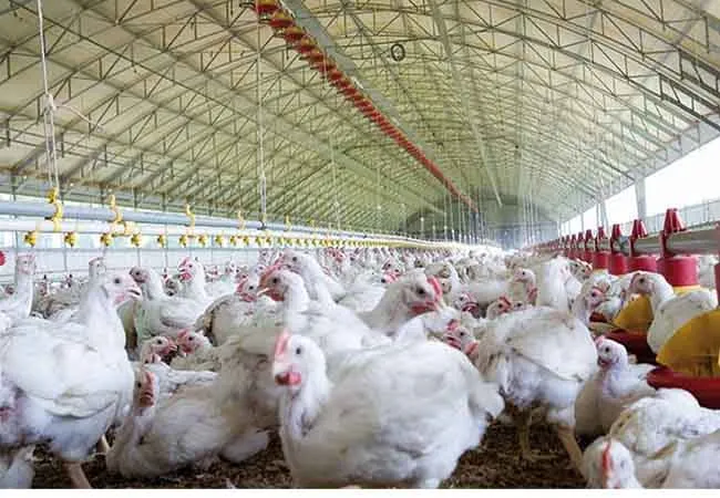 chicken eat for peoples tn government order 