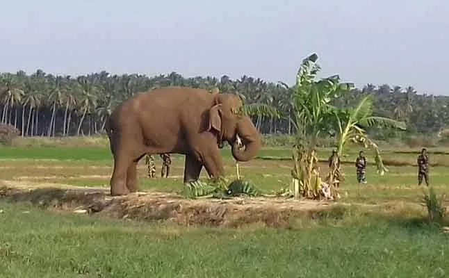 chinna thambi elephant