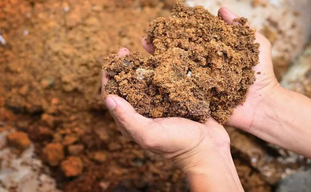 The gang sold clay as natural fertilizer; Bustle near Tuticorin