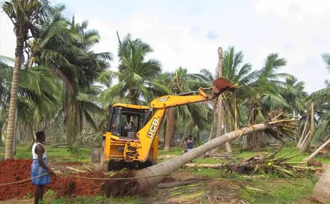 coconut tree