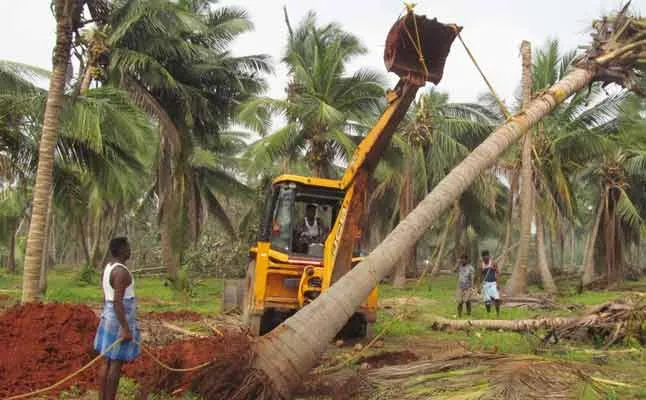coconut tree