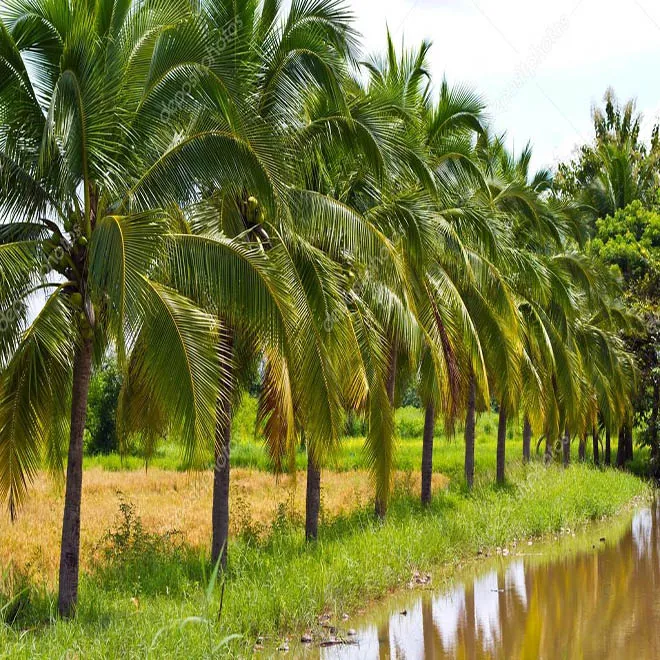 coconut-tree