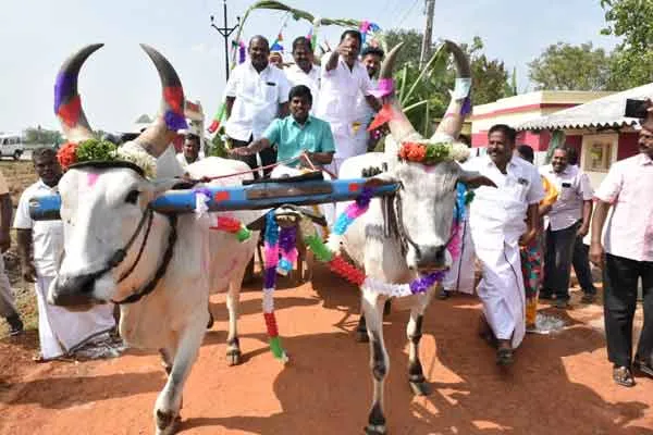 trichy collector celebrated in pongal celebration