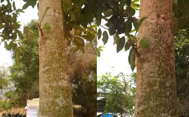 common fig tree keeramangalam