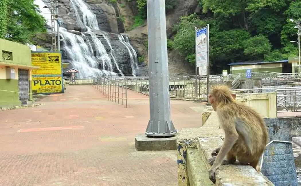 Collector who allowed bathing in courtallam