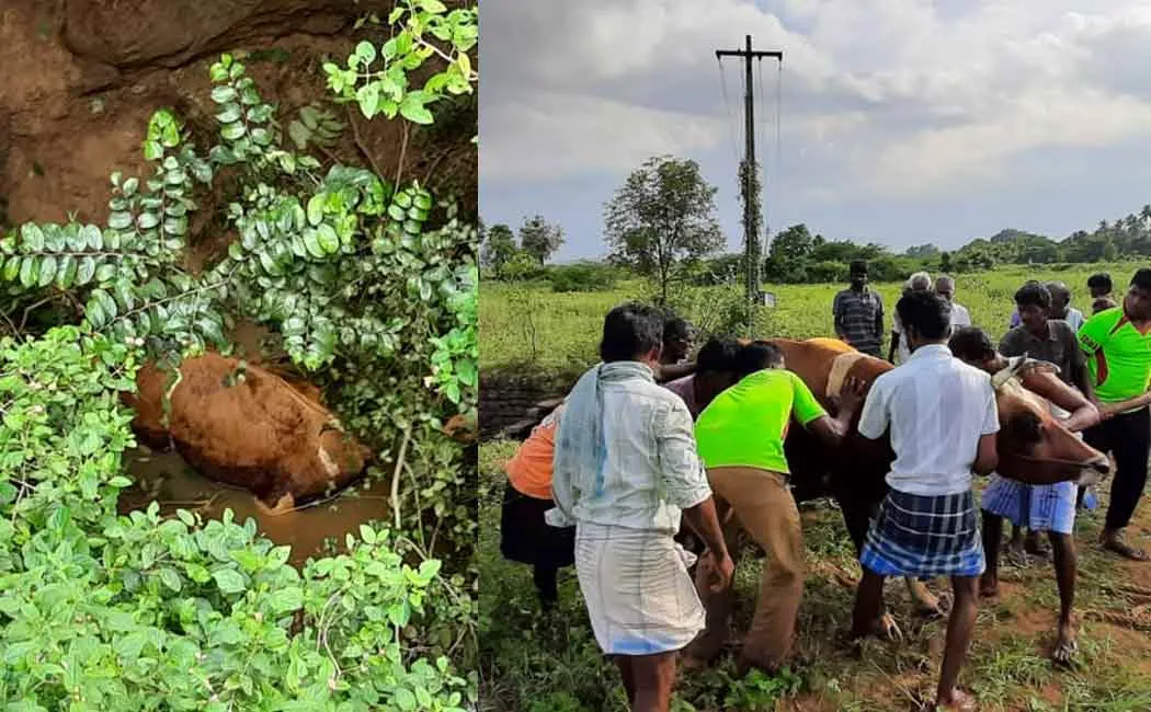 Firefighters rescue a cow that fell into a well