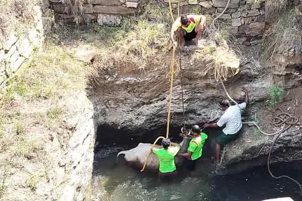 karur velliyanai neraset cow into well safety recover 
