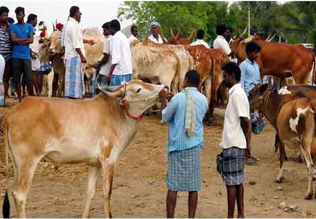 Weed cow market again in erode district 