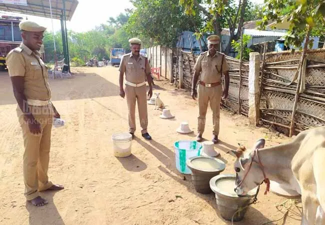  In the summer sun  Of cattle water forest officers 