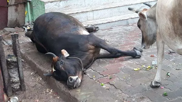 cow