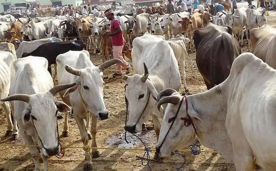 cow